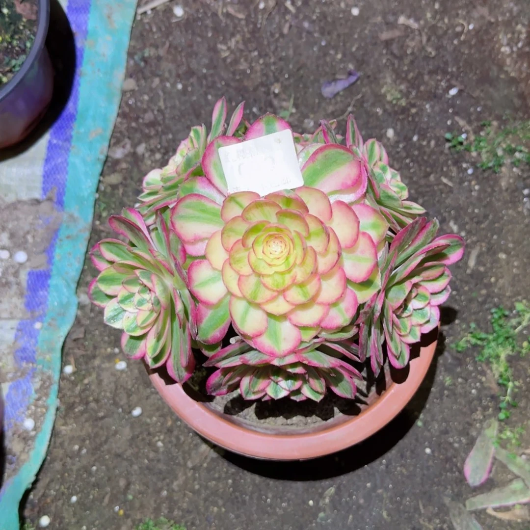 倾城变法师多肉019