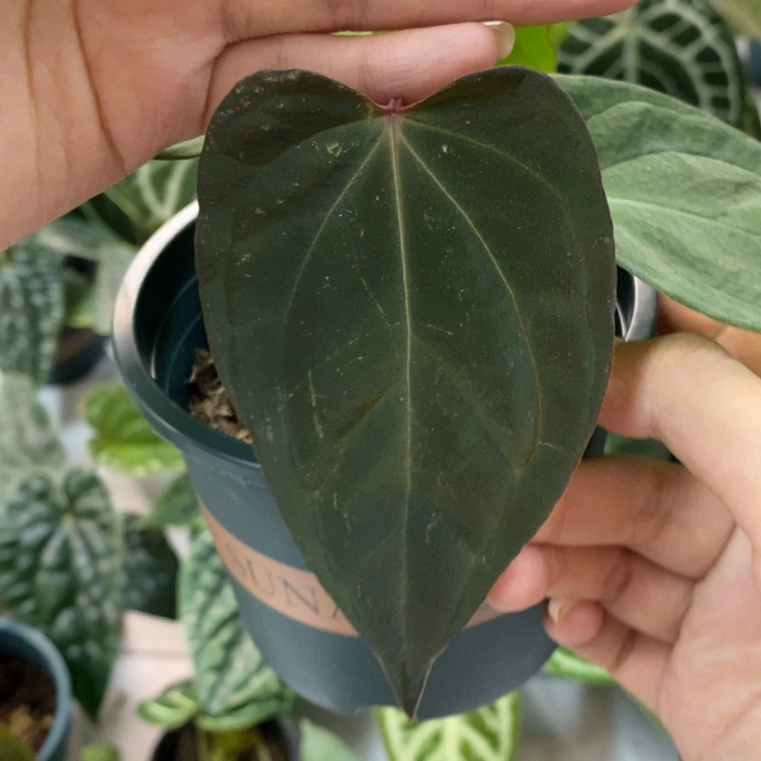 不开花植物kos杂za