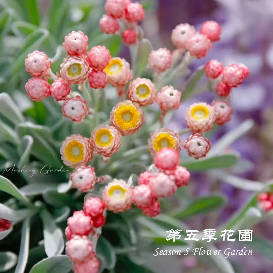 第五季花圃 银叶蜡菊“红宝石簇“”余烬辉光“ 耐寒常绿开花植物盆栽