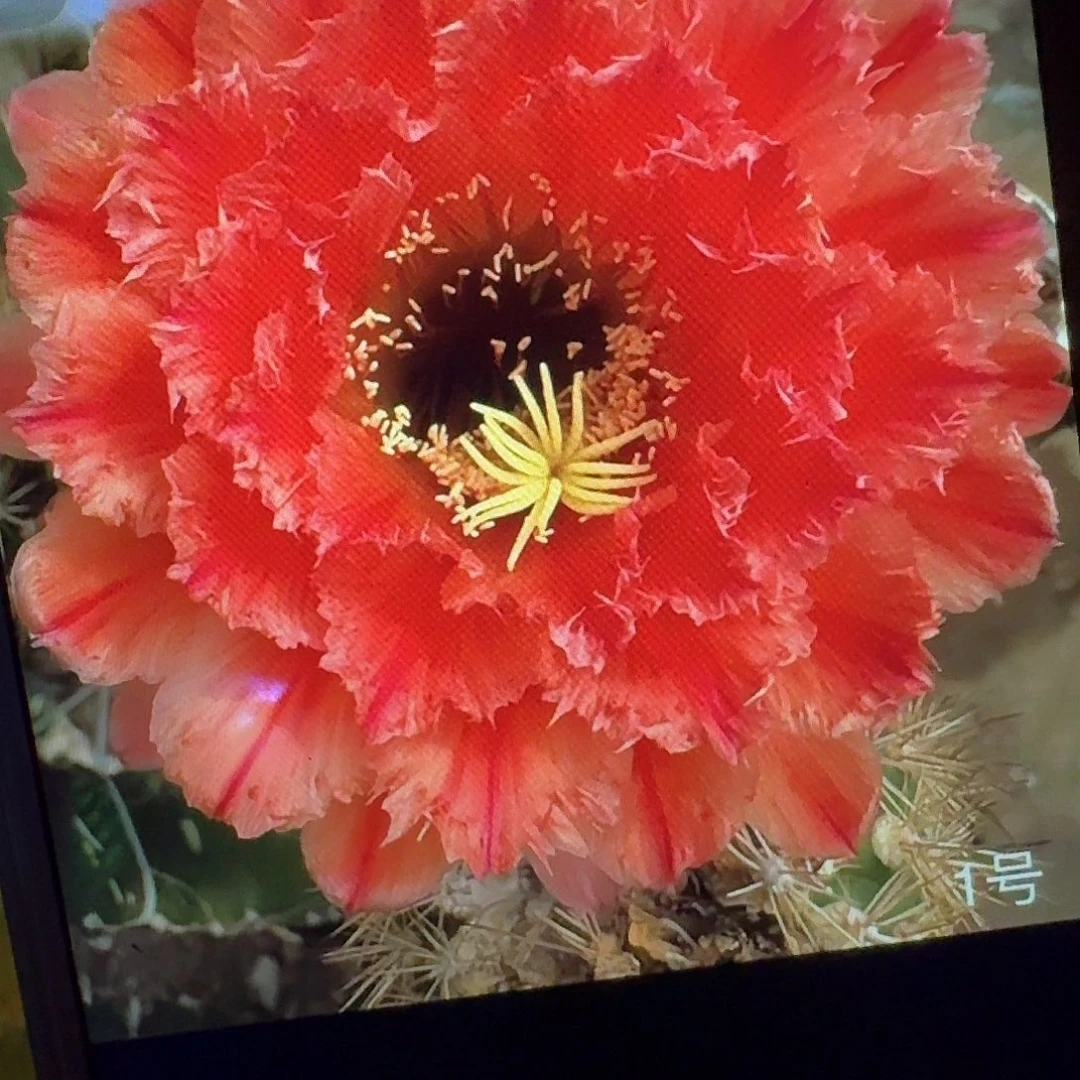 清1根冠服6公分左右毛花柱