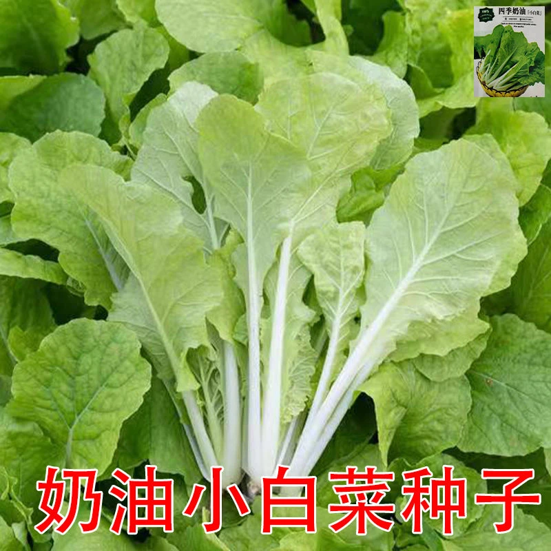 四季奶油小白菜种子青菜种籽耐热耐寒可阳台庭院盆栽种植蔬菜种子
