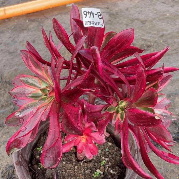 446红膜女多肉12345678