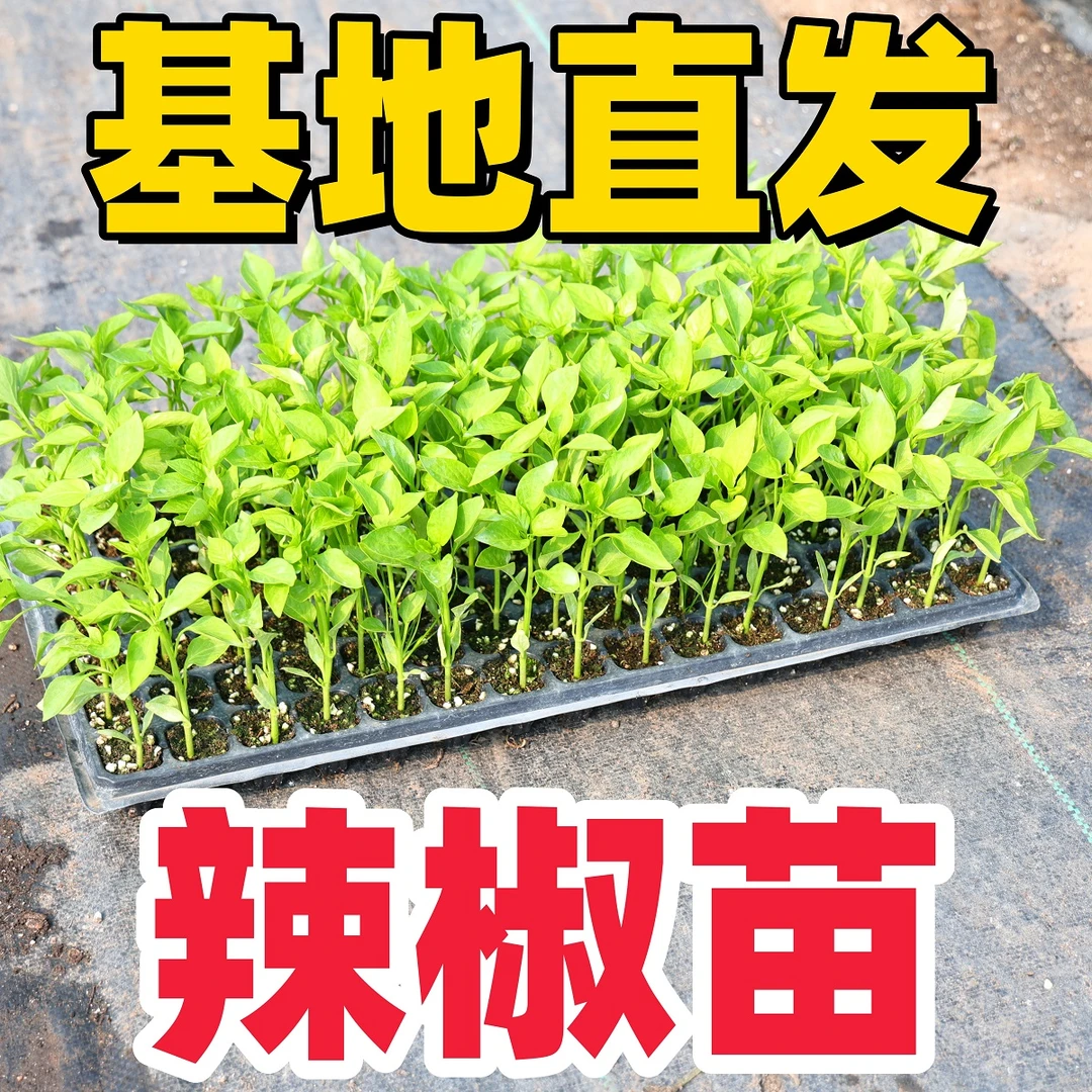 【直播享】四季辣椒苗特辣朝天椒大青线椒甜椒各种秧苗食用新鲜阳台