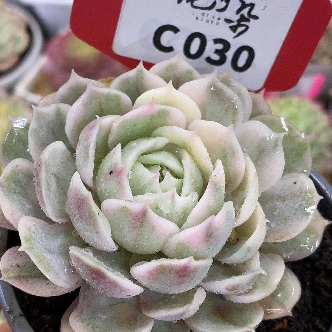 030盎司诺哈哈哈哈哈