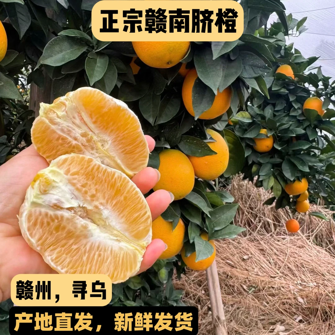 赣南寻乌脐橙现摘新鲜薄皮无籽无核寻乌脐橙酸甜多汁应季水果