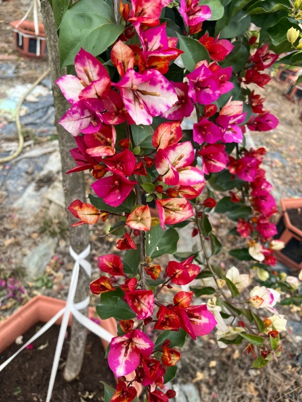 莫吉托也叫飞鱼三角梅