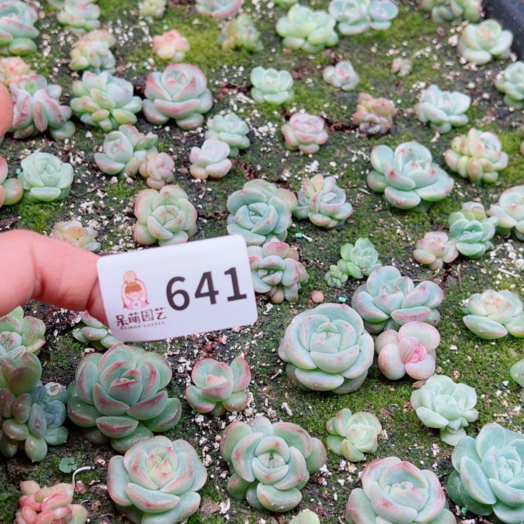 林***阳多肉植物多肉植物