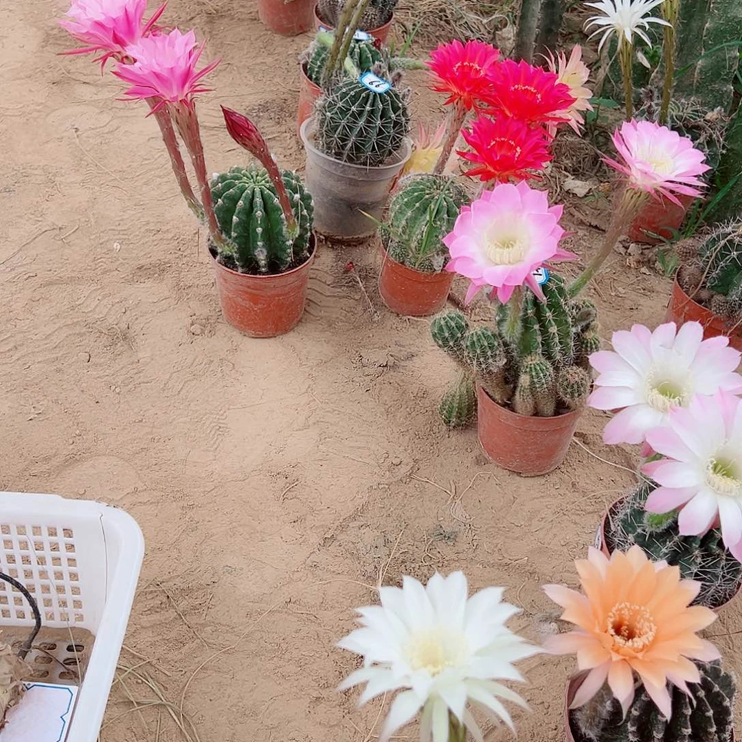 @*姐荣耀自花侧芽三颗0000