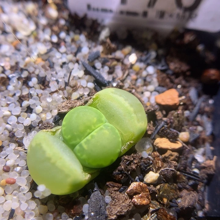 Zzz 精品生石花170绿饼干