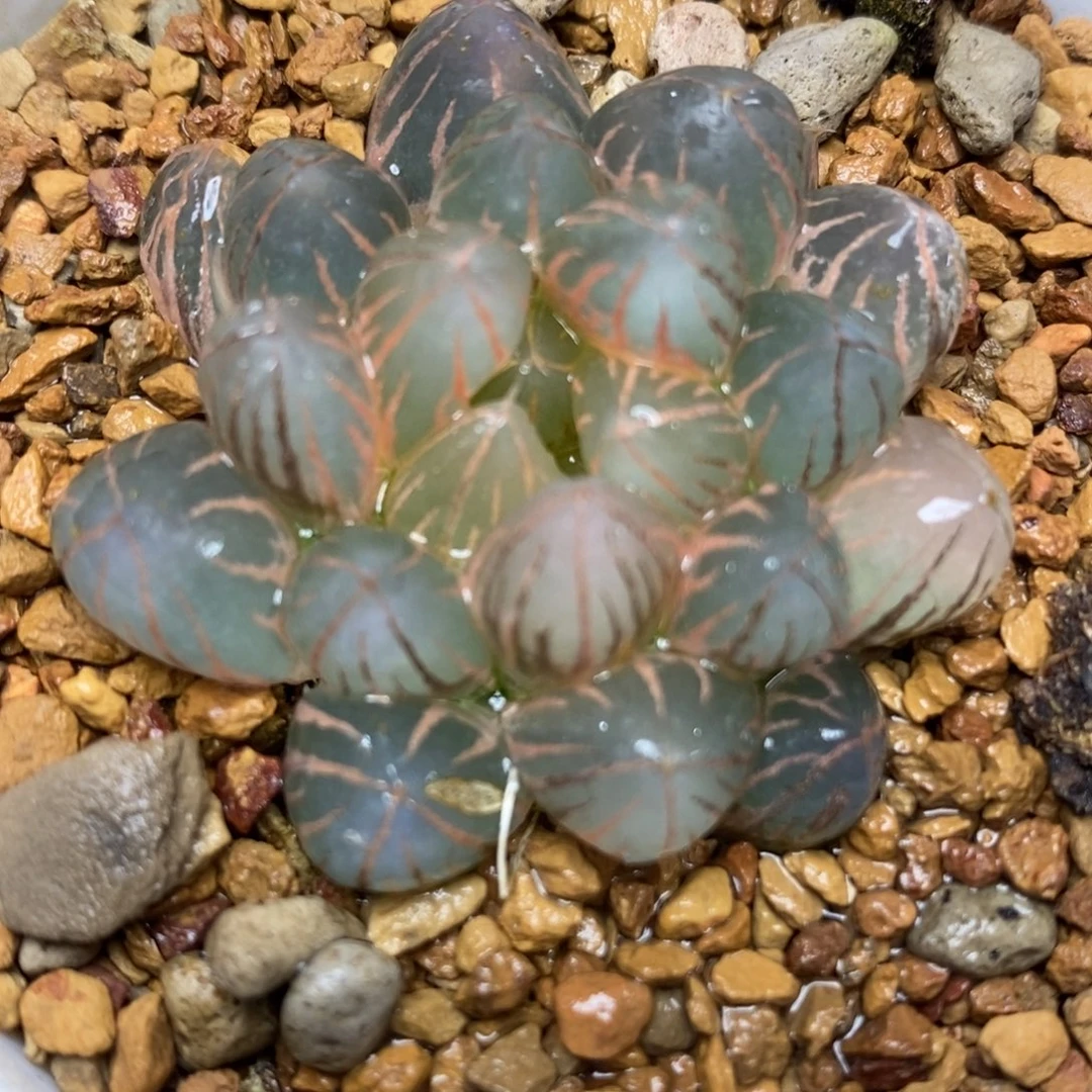 56糊斑霓虹灯玉露锦