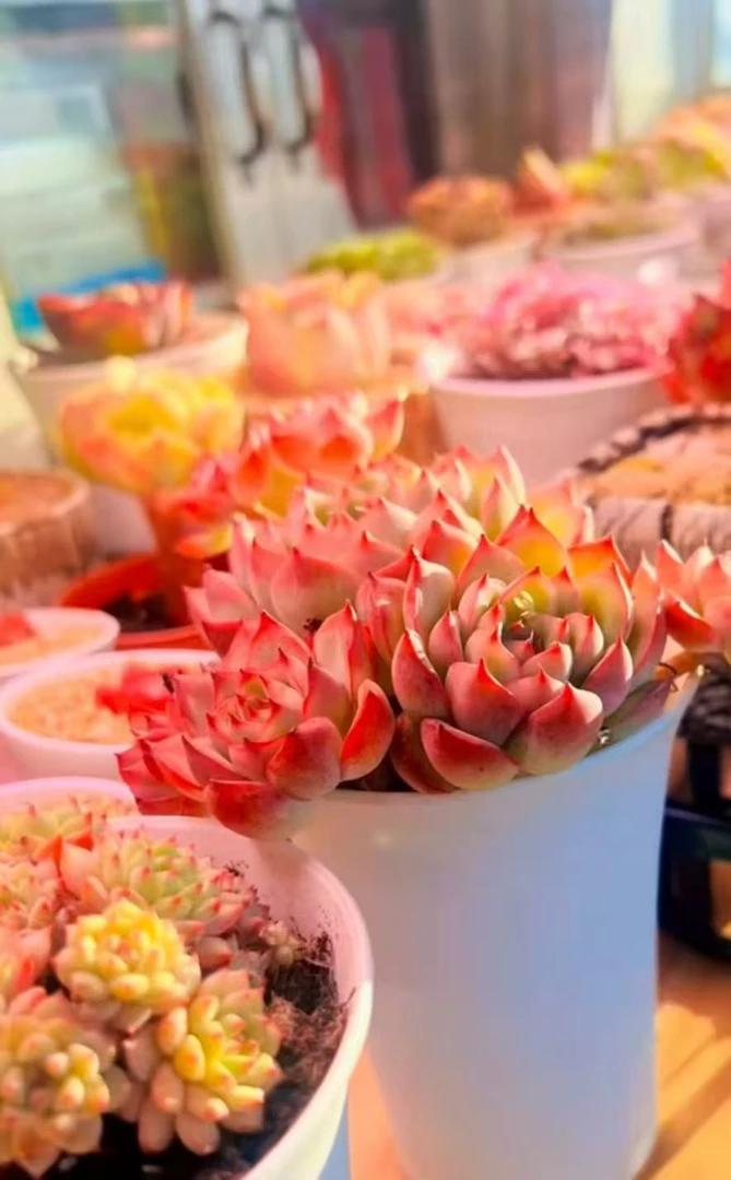 樂王册精品多肉【勿拍】（展示链接专用）