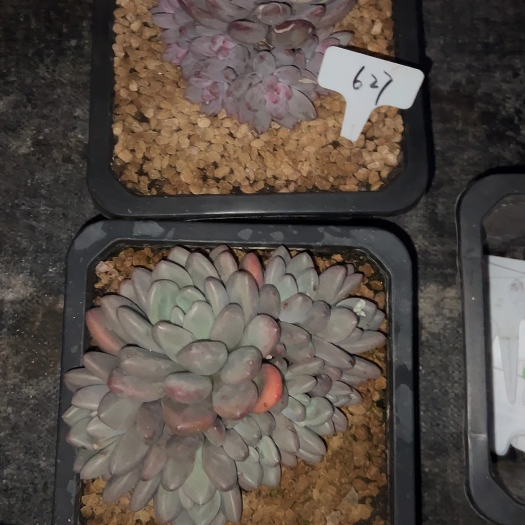 遇***爱627美人。多肉。