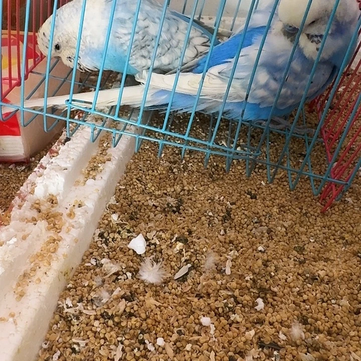 虎皮鹦鹉大头在线