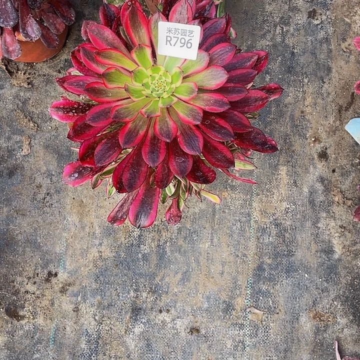 (****皮796多肉植物的生长