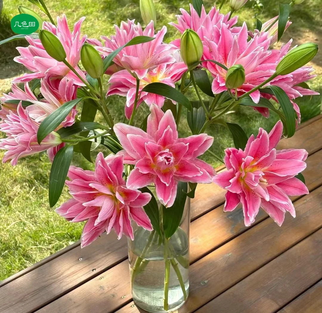 多头西西里----重瓣百合云南直发鲜花云南花插花鲜花