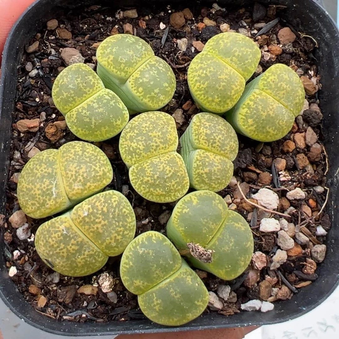 7.2好看的多肉脱土发货502