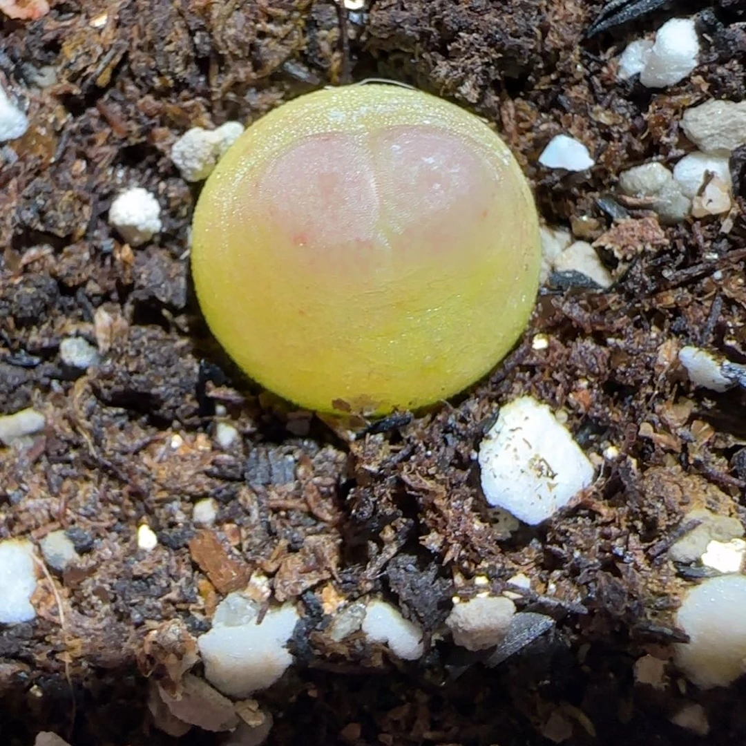 肉锥多肉植物百科26-sh1200拉登909