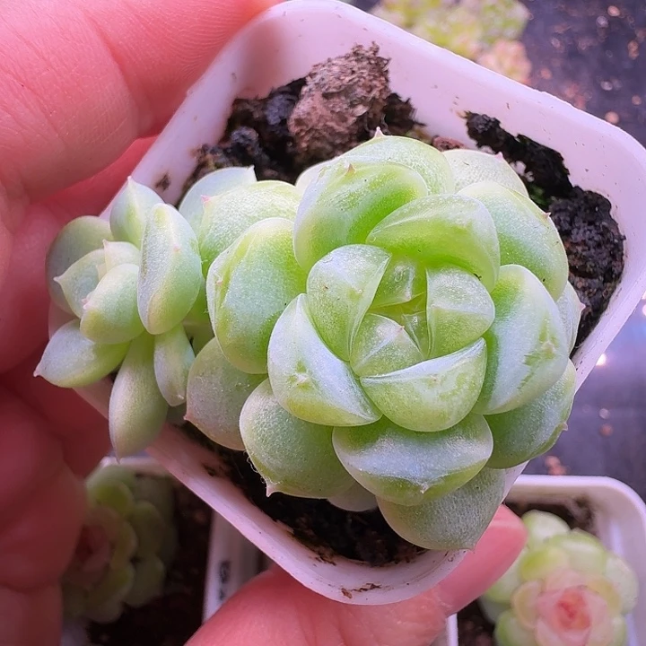 财富密码暴富双头福利