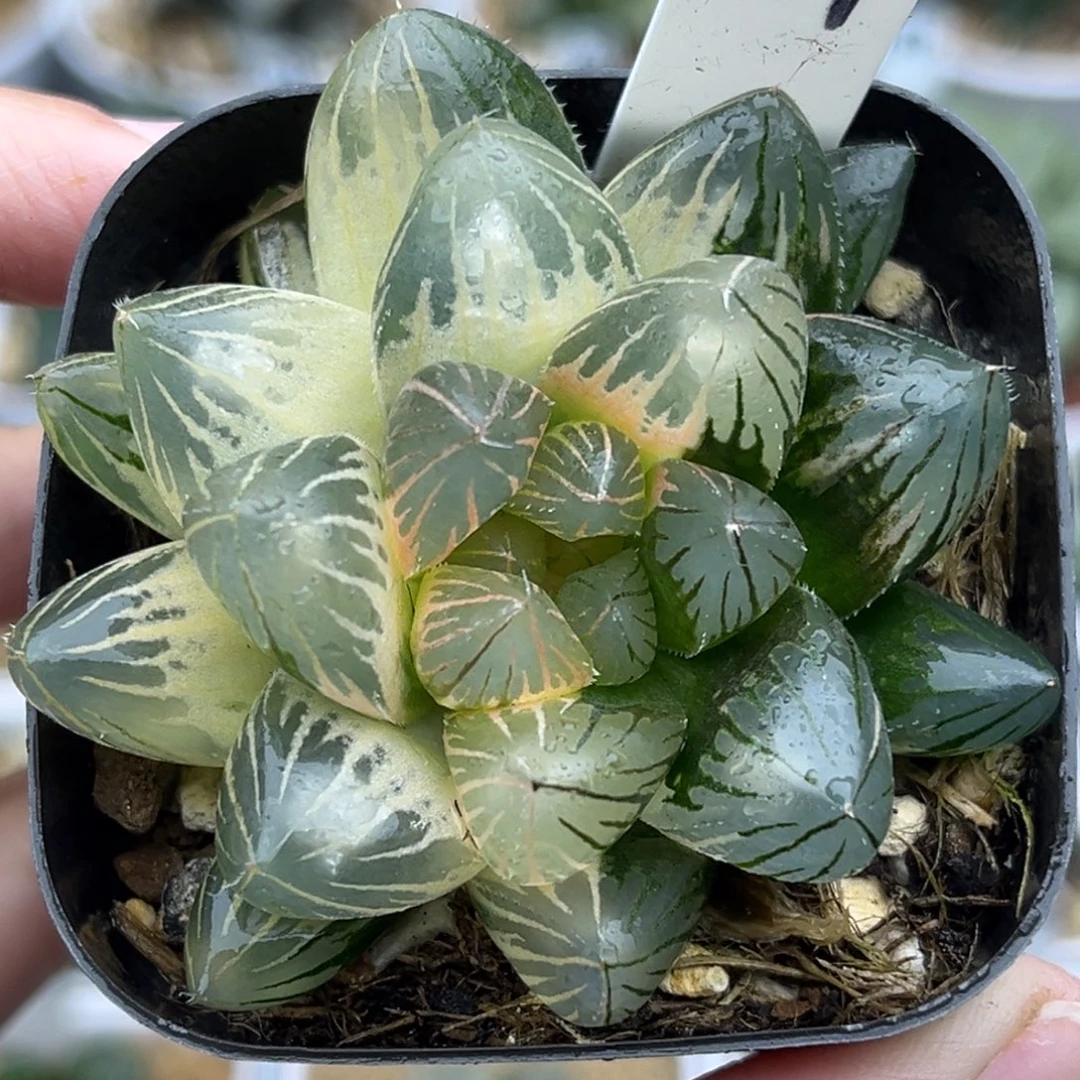 47糊斑趋势灯芯龙爪玉露锦福利专场