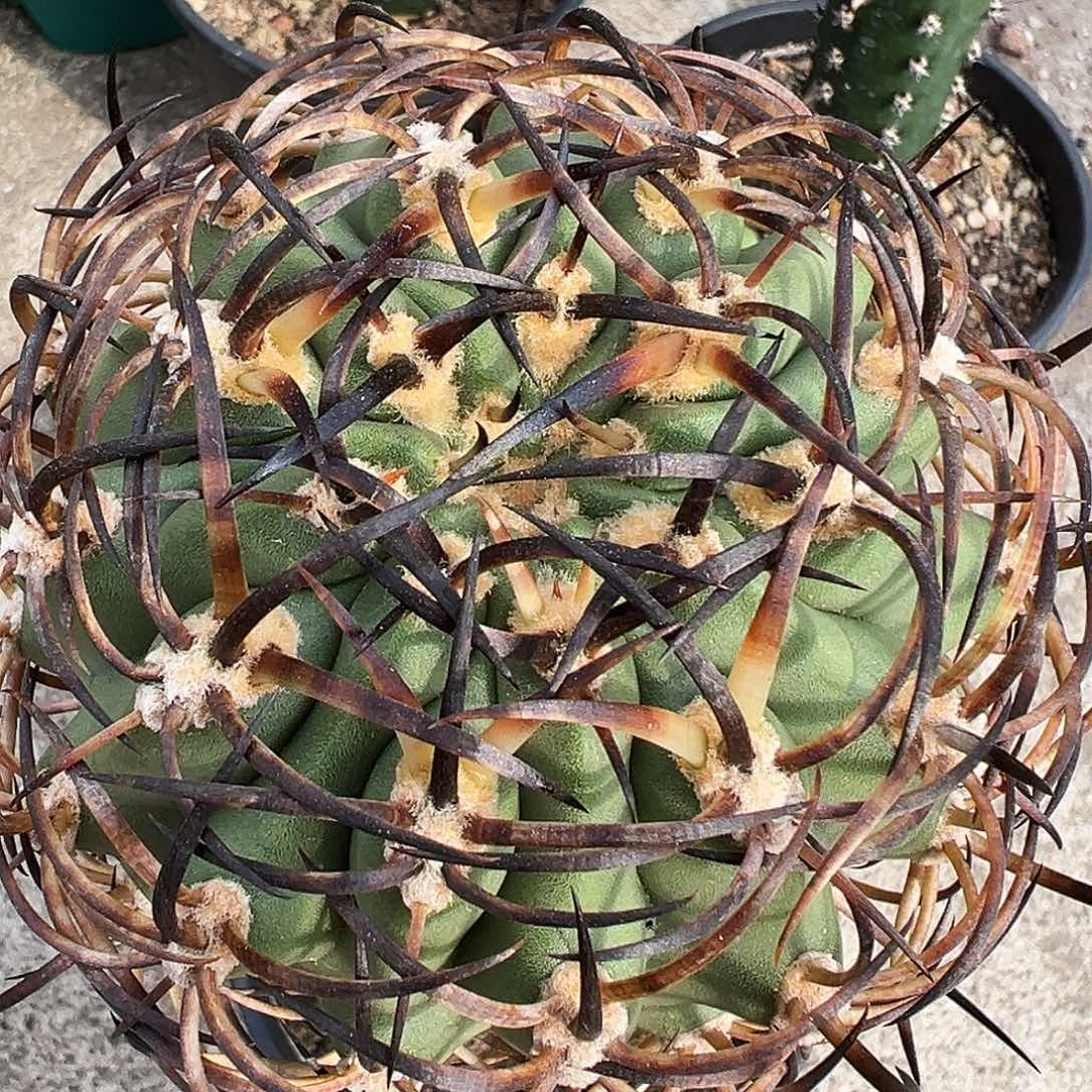 关***哥自根黑曜仙人球10公分以下