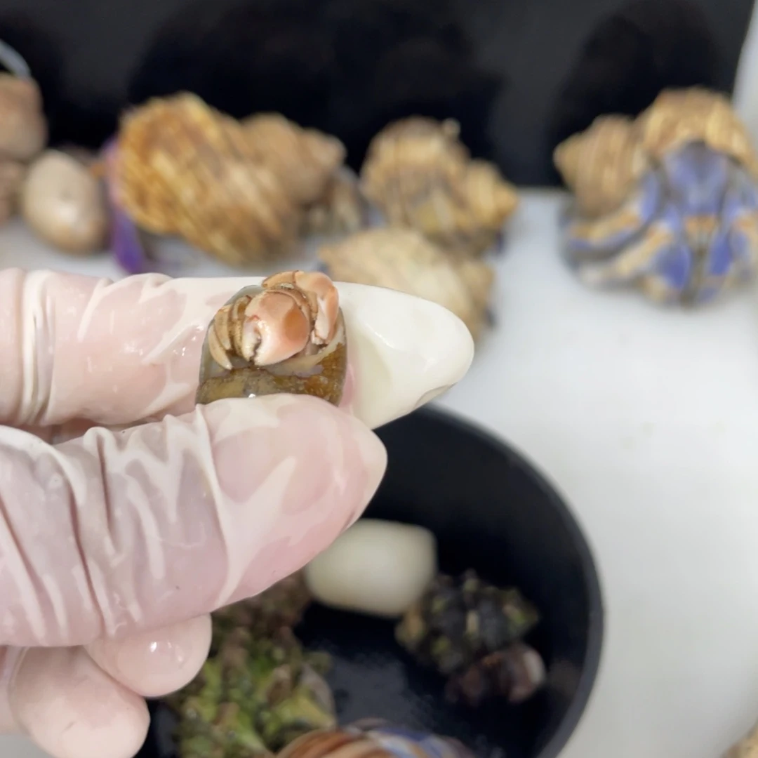 A12  孙专拍  紫陆1.2口