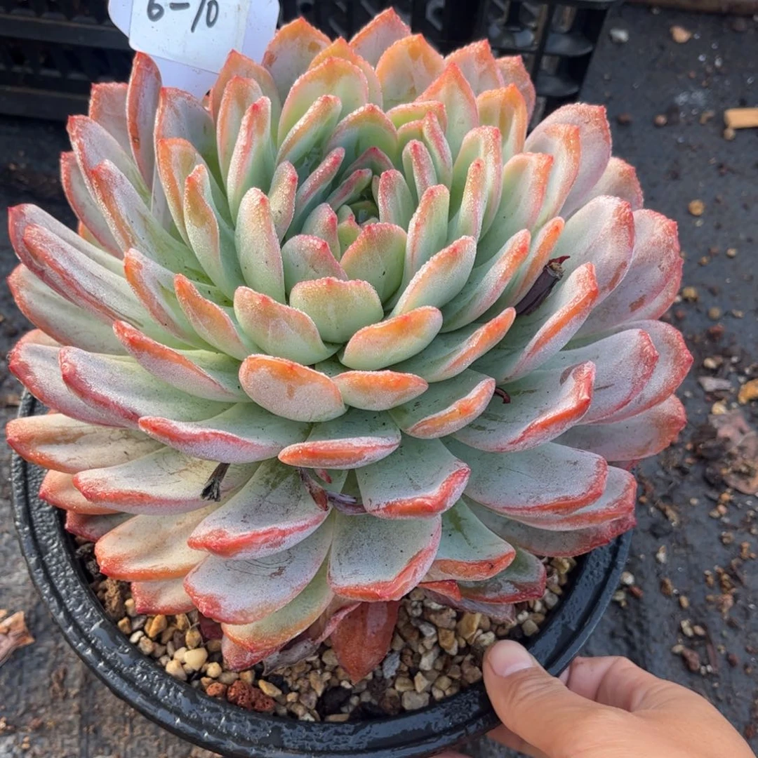 6-10   全明星