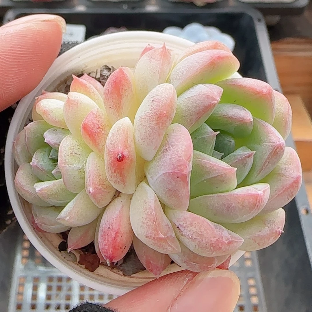 多肉0713-140白桃汽水双头