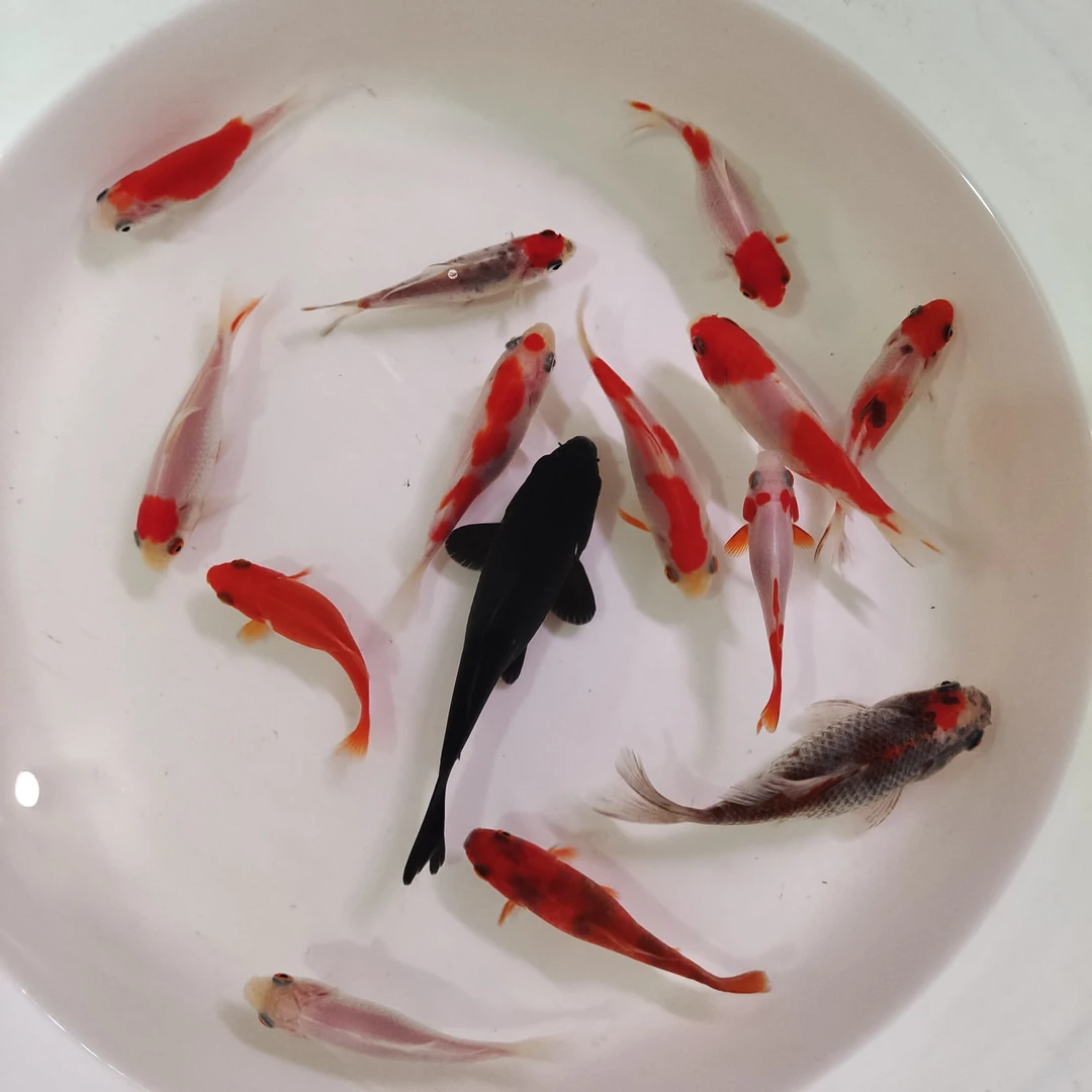 短尾草金观赏鱼淡水冷水鱼