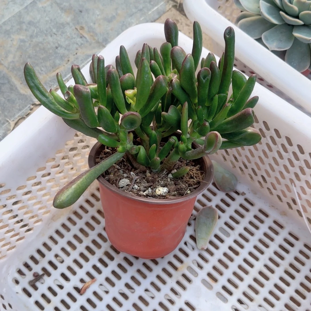 无花朵120吸财树老桩