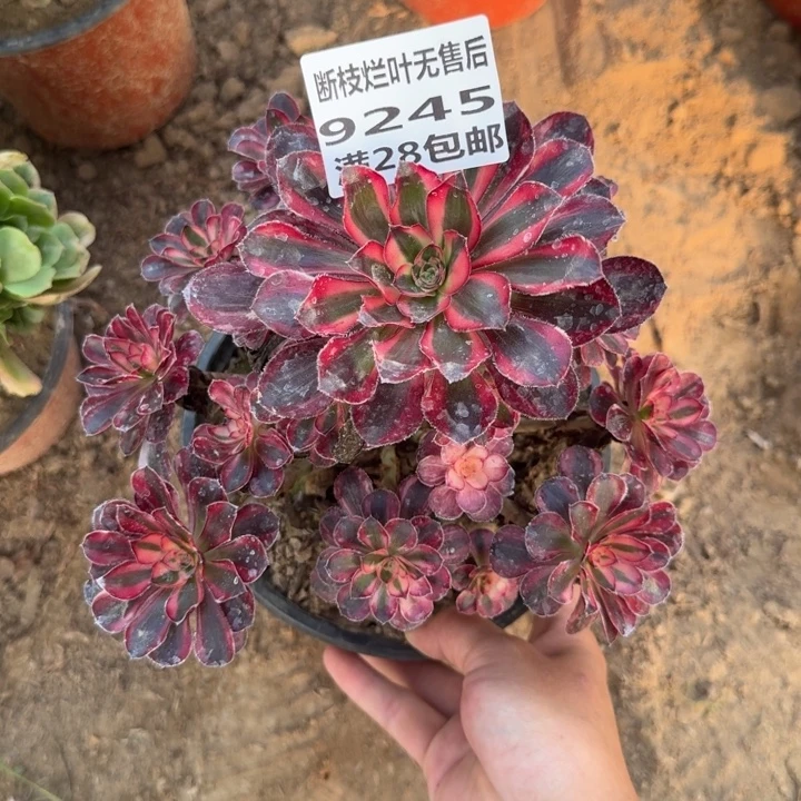 9245二号棚红钻多肉B