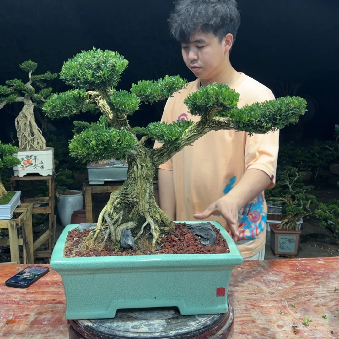 无花朵广东皱皮雀舌黄杨