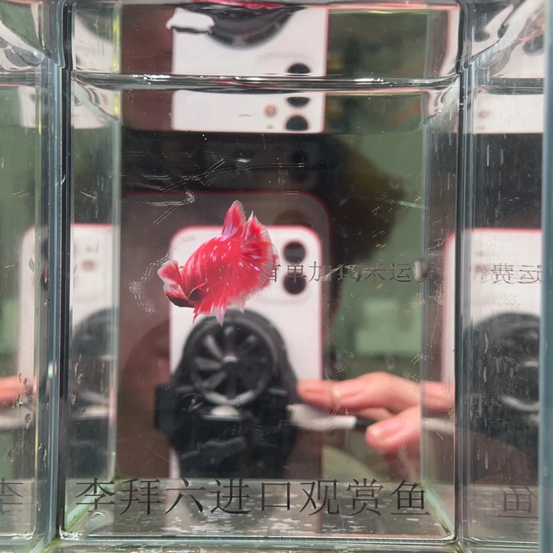 斗鱼印尼精品斗鱼32