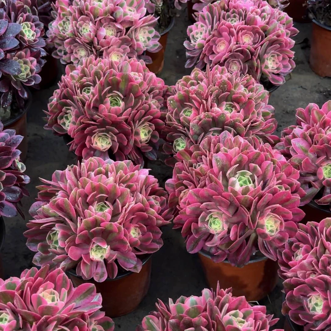 粉女巫绣球9.9多肉植物