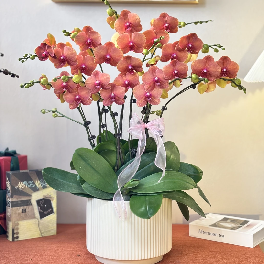 蝴蝶兰《金桔》年宵爆款 好养耐养苗情优质叶片碧绿 基地直发