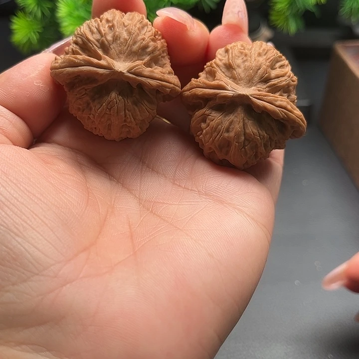 核桃39白狮子全品