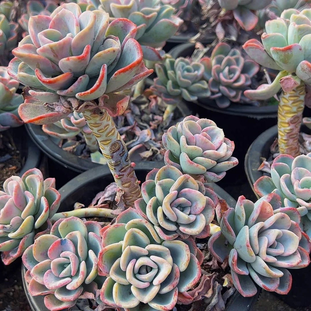 美尻多头群生多肉