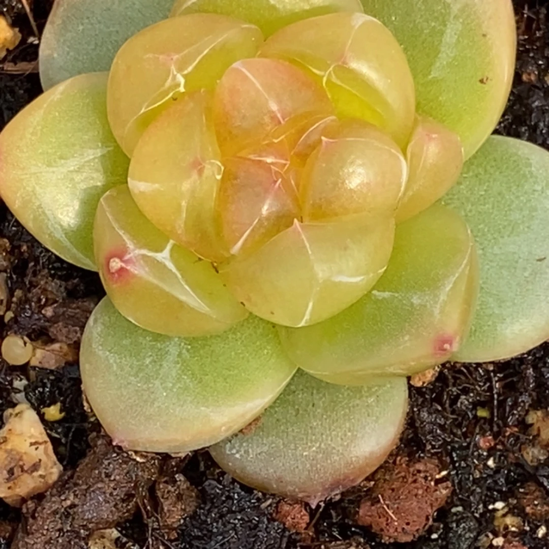 天官赐福百无禁忌