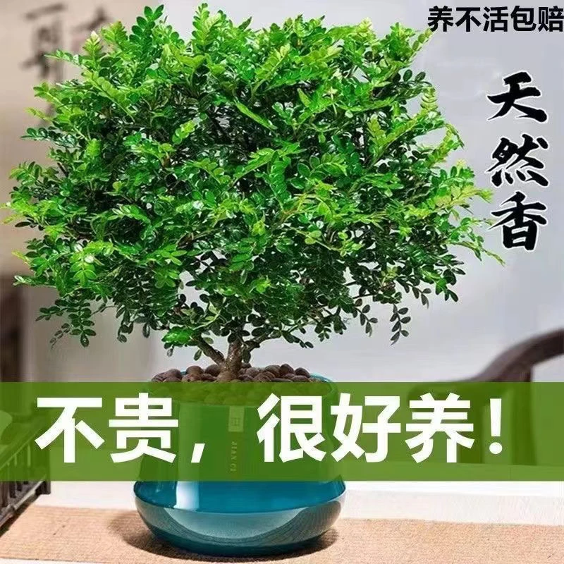 正宗清香胡椒木盆栽花卉室内驱虫驱蚊草绿植物树苗老桩盆景九里香