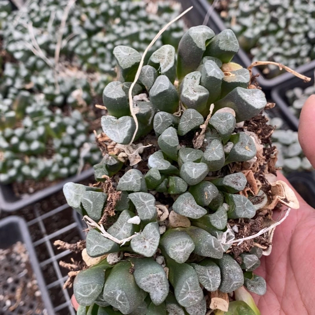 940 一坨九棵万象 超级福利