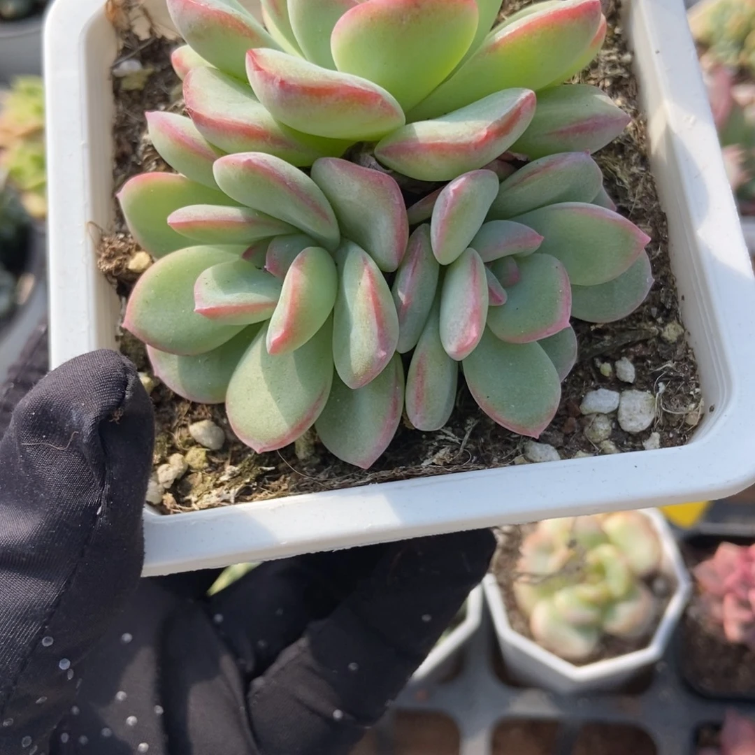 619泡芙多肉植物多肉