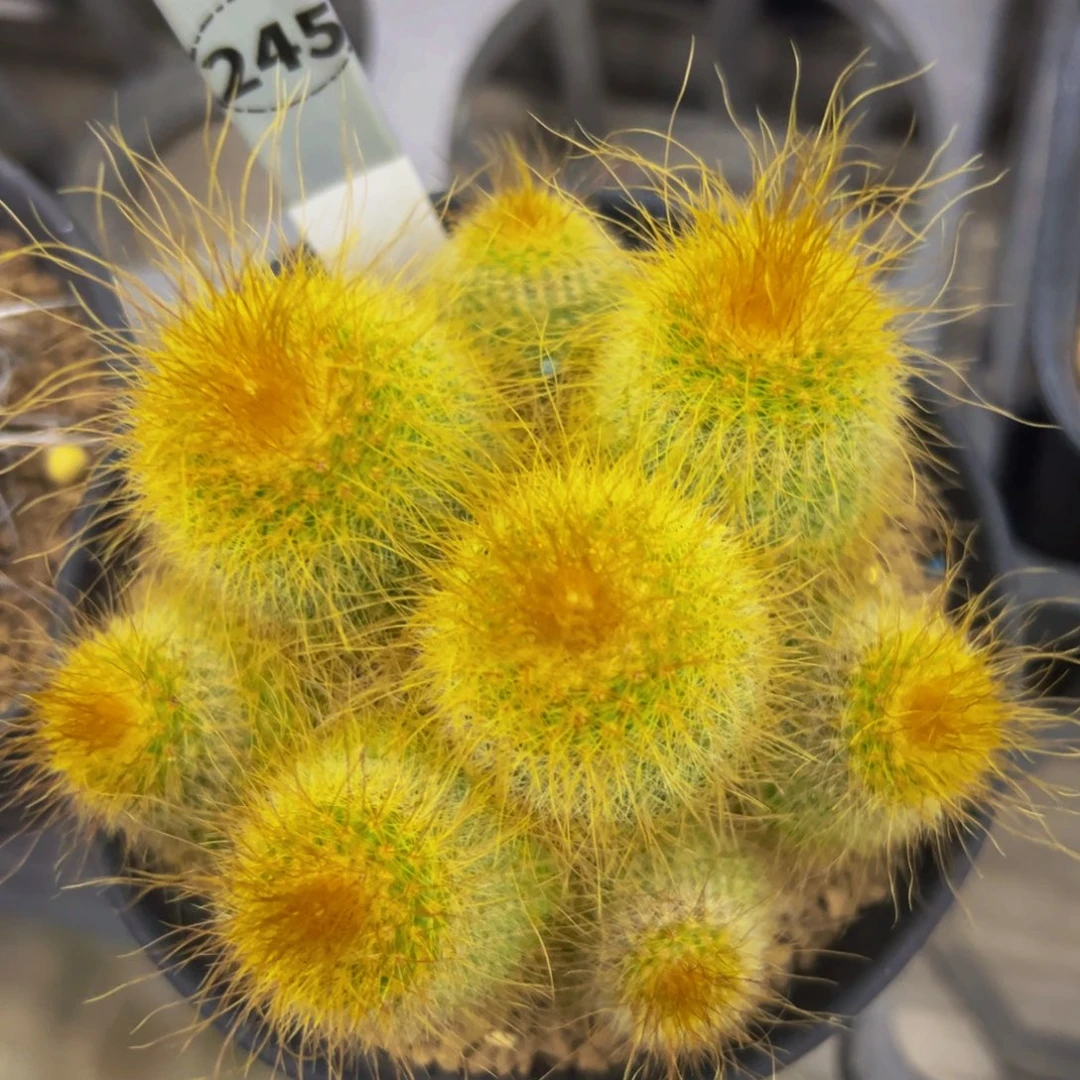 金丝猴仙人球多肉植物