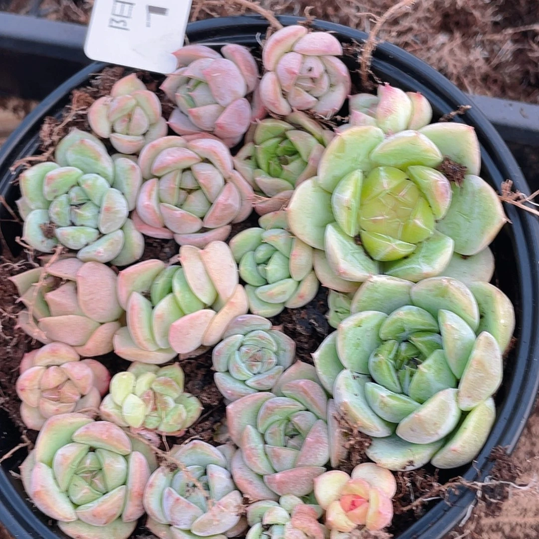 多肉植物多肉植物189