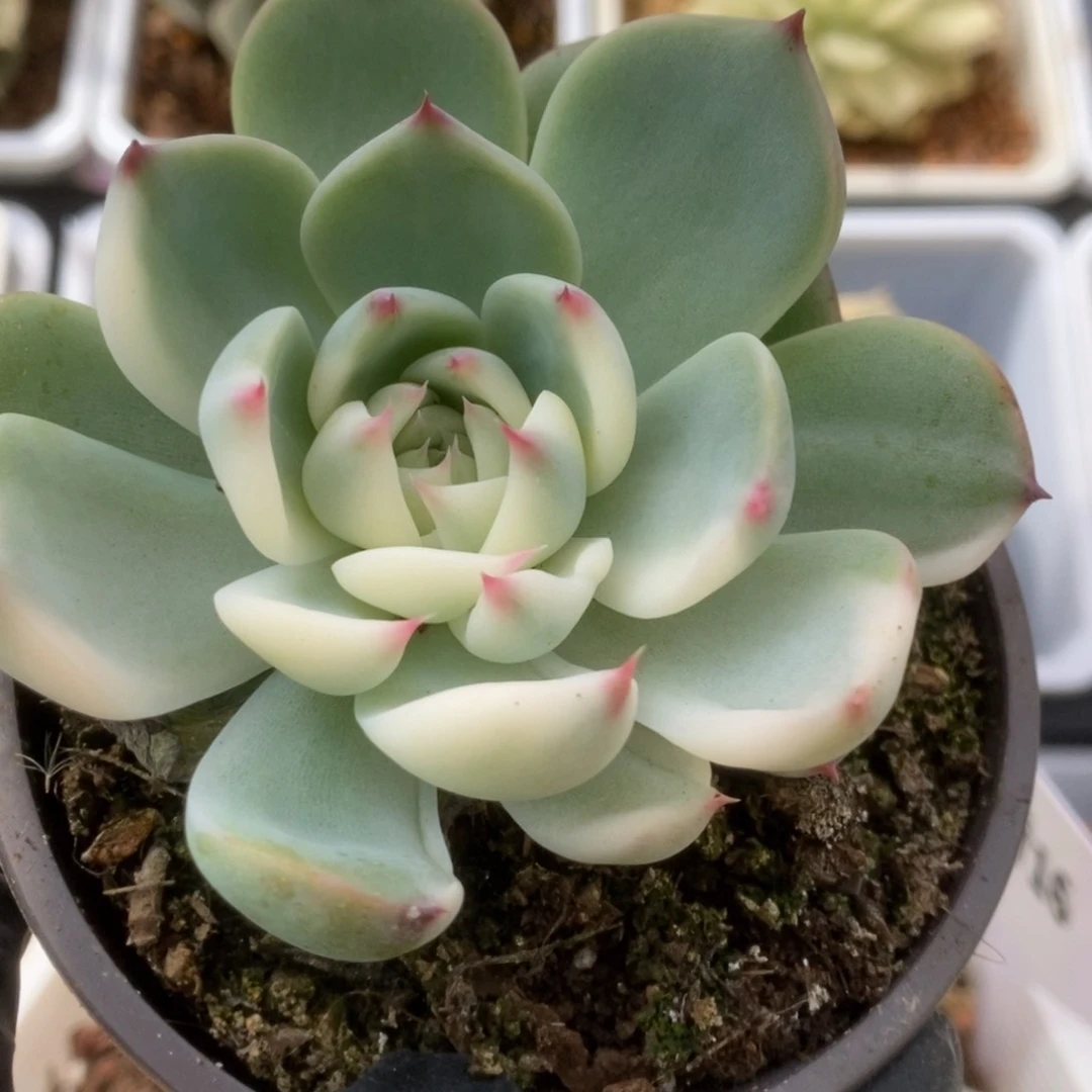 751锦锦锦锦锦锦锦锦