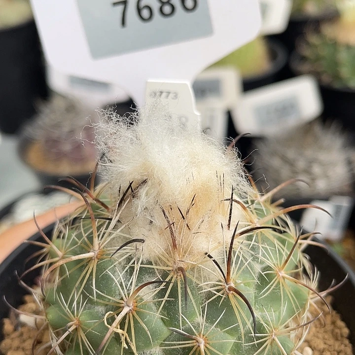 7868 圣雄实生裸根发货