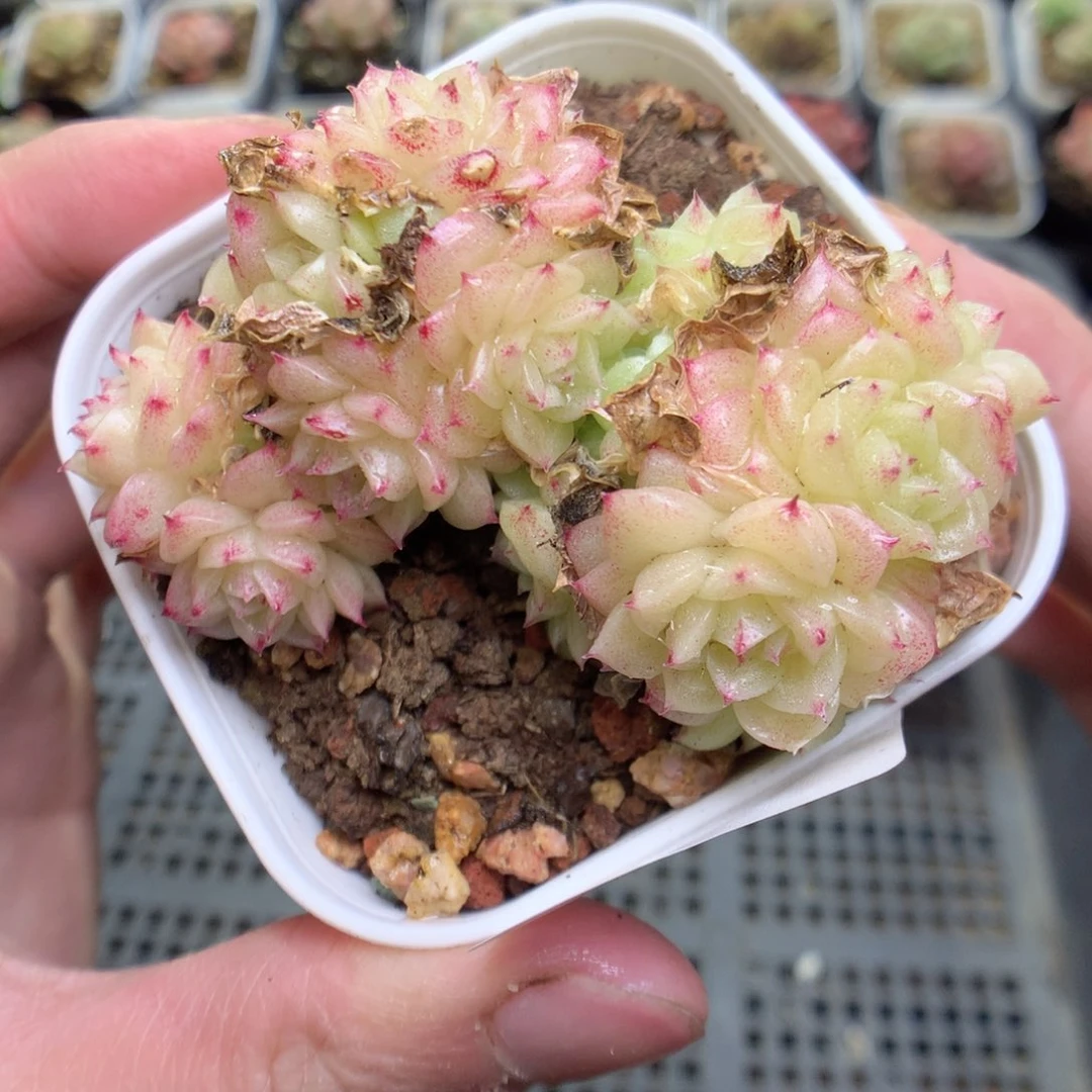 R86y y y y y y y y y