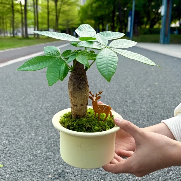 发财树幸福树盆栽盆景室内客厅办公室前台桌面绿色花卉绿植好养