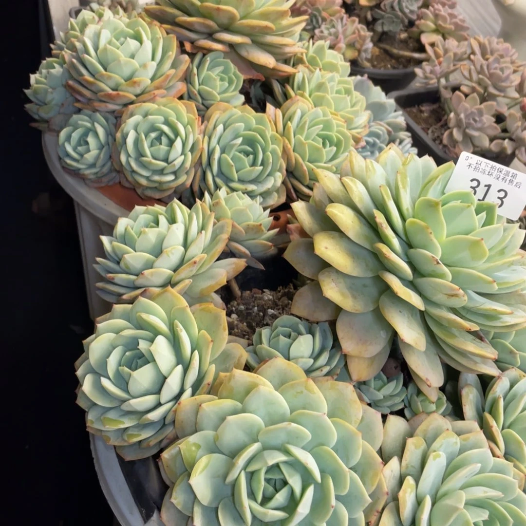 咕**叽黑大帅多肉313.314恋曲两颗