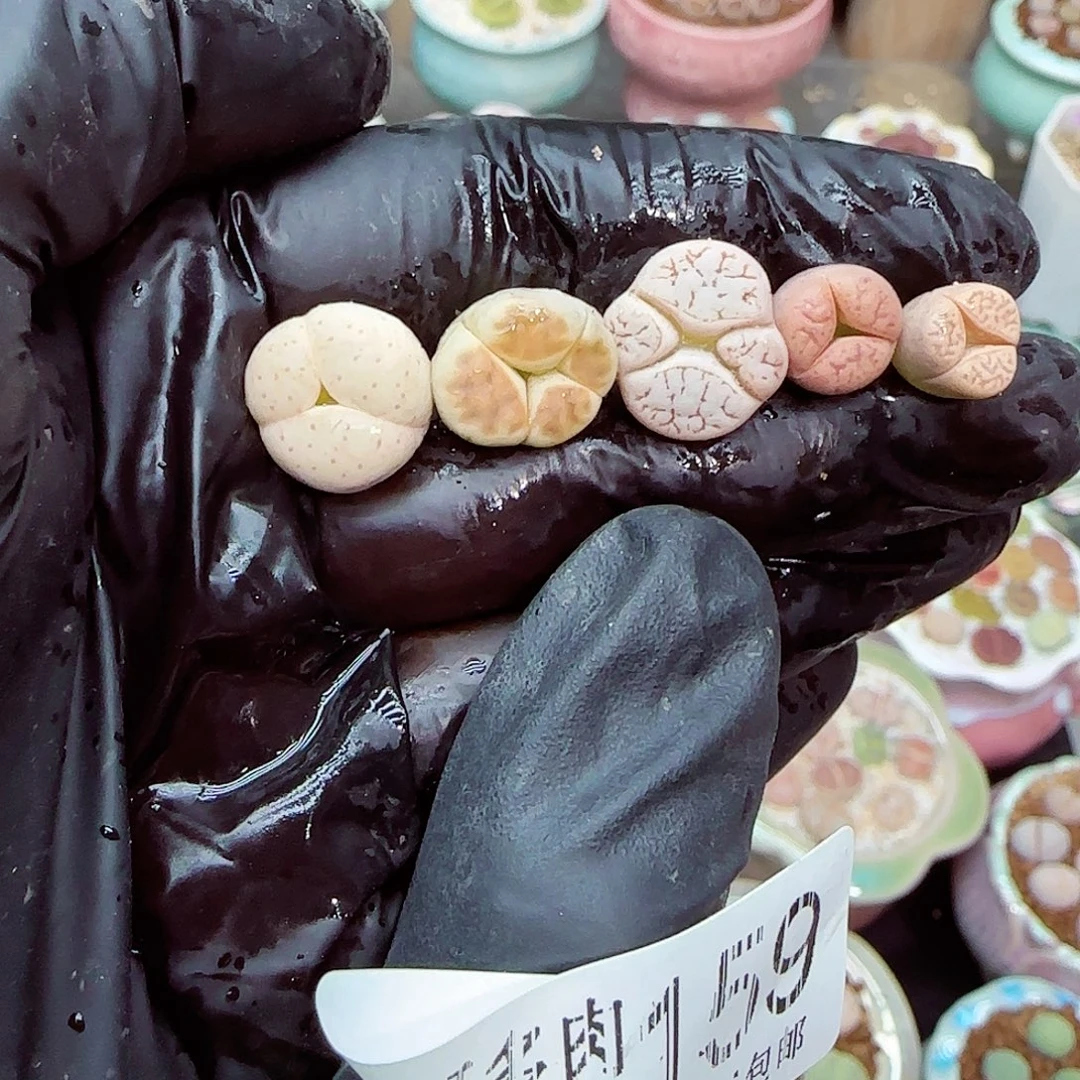 生石花满18包邮1206-159