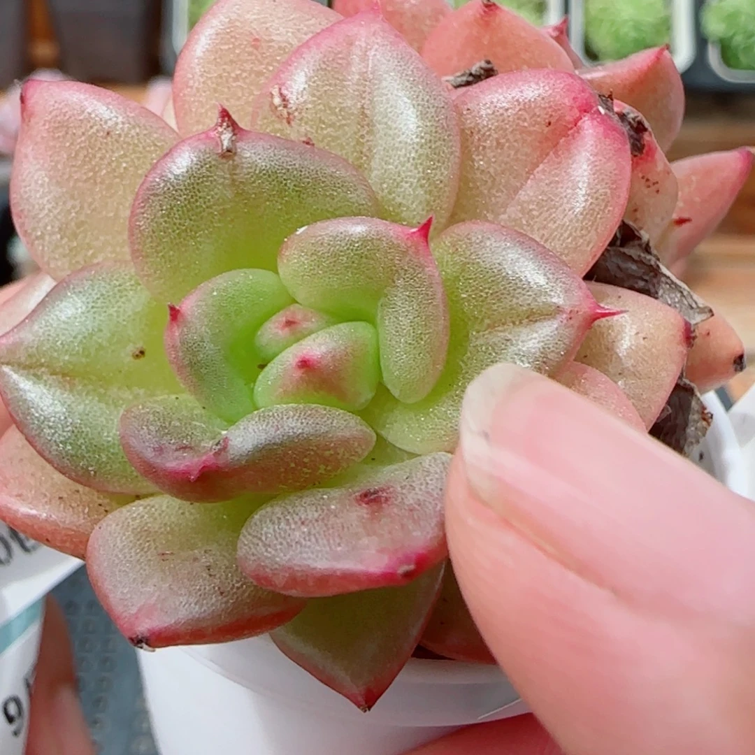 花语逸镜0923-228蜜糖