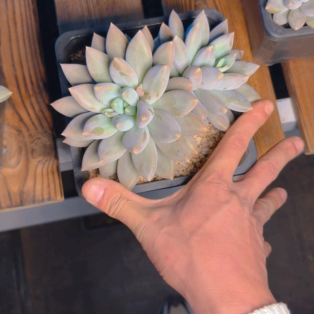 黄胖多肉1111111111111